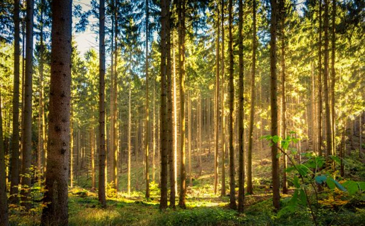 如果環(huán)境氣候破壞事件持續(xù)的增加，那么這些外部因素將導(dǎo)致對顆粒燃料的更高需求