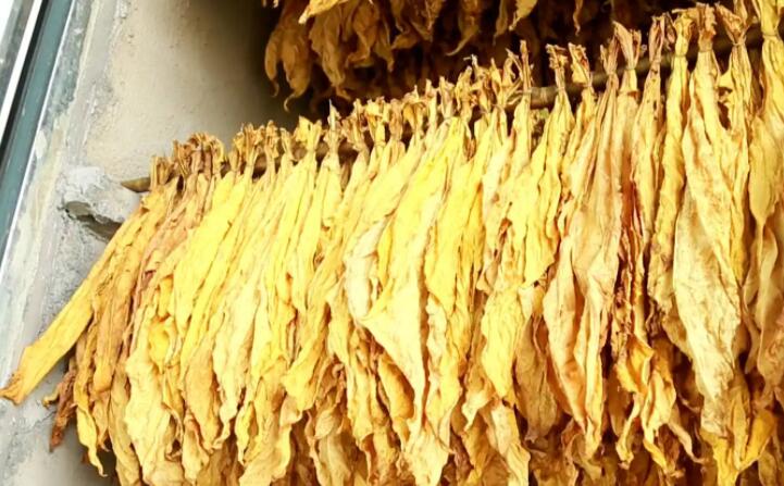 木屑顆粒燃料烘烤煙葉可以嗎？