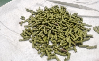 鋸末顆粒一噸能賺多少？顆粒機(jī)廠家給你算了一筆賬